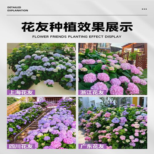 无尽夏绣球花苗四季好养绣球花盆栽庭院别墅阳台带花绣球花卉植物