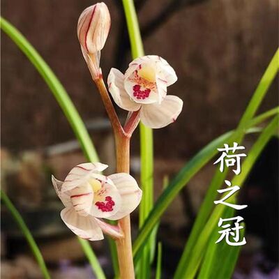 兰花苗莲瓣兰荷之冠大雪素室内客厅庭院桌面摆放花卉美观好养活