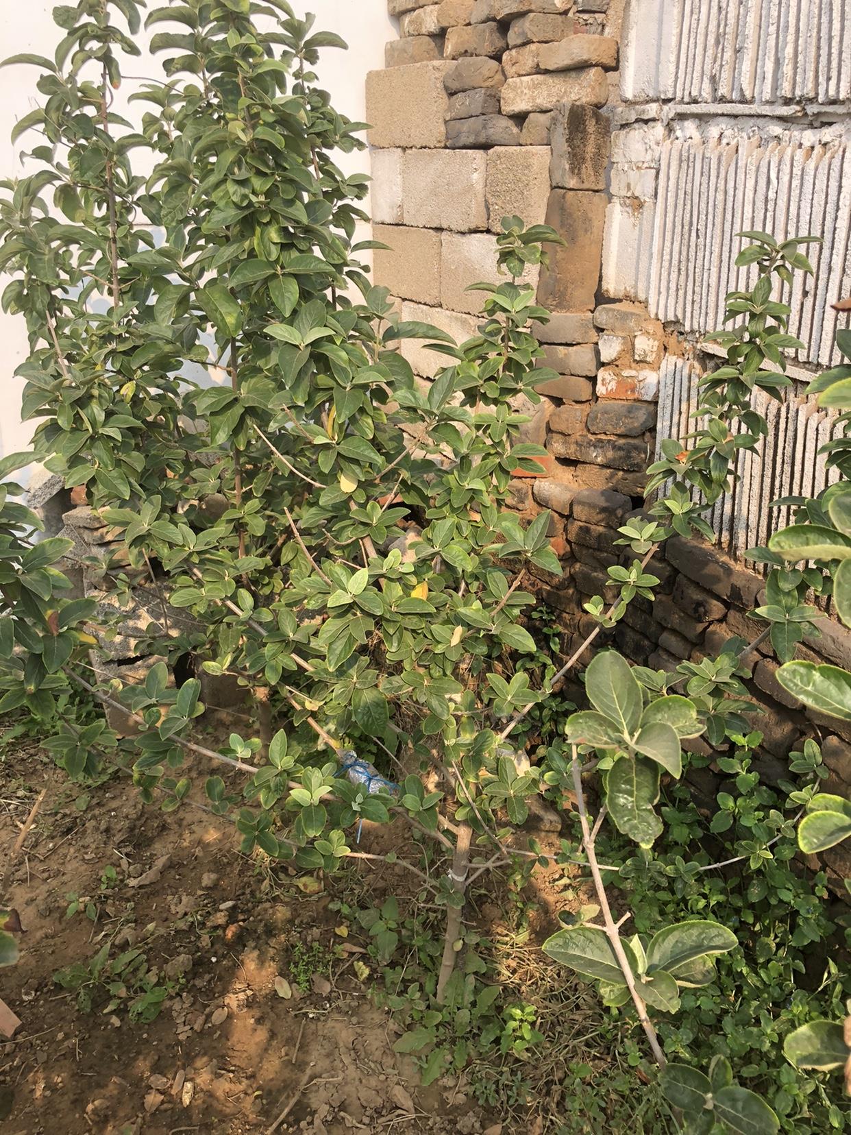 中华木绣球斗球大苗一物一拍小苗图片