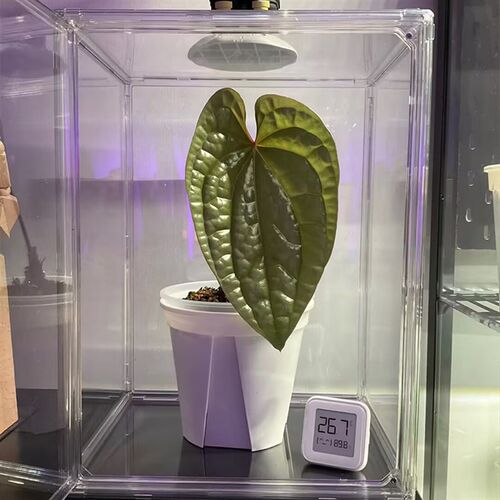 植物闷养箱压克力透明植物育苗床包热植柜花架热带植物保湿箱