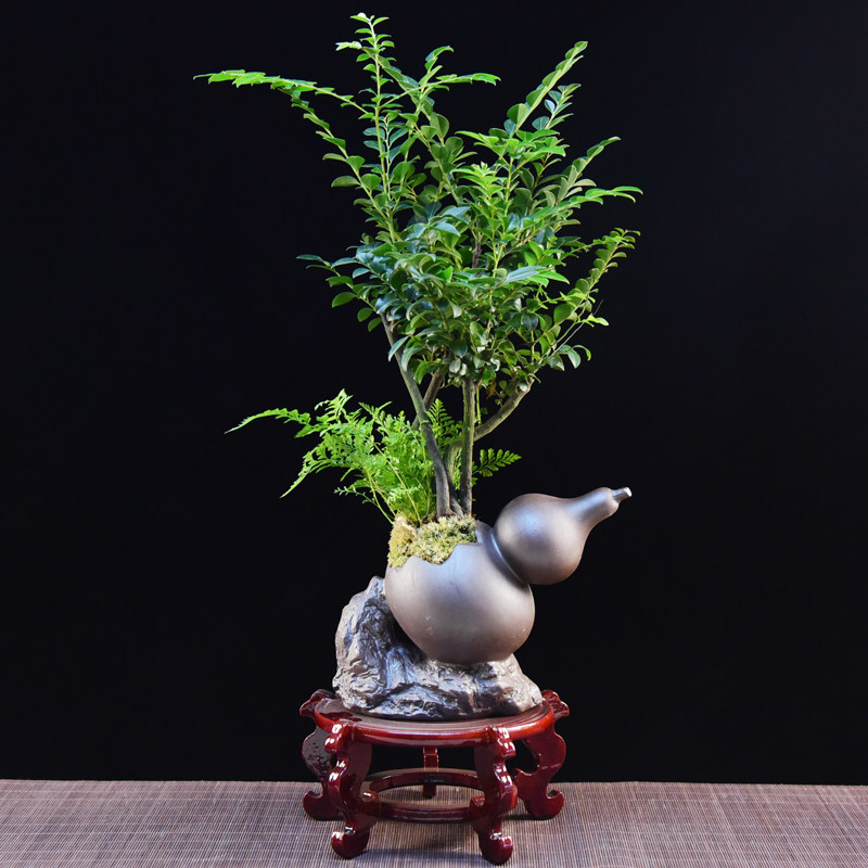 紫檀盆栽客厅桌面黑骨茶绿植盆景四季好养室内植物创意摆件