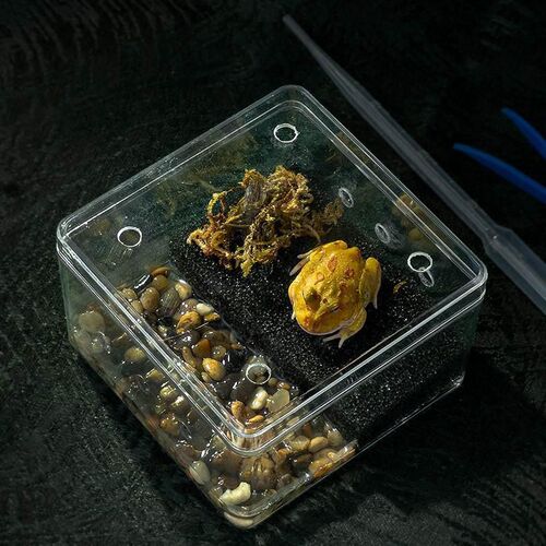 角蛙饲养箱生态缸造景青蛙套餐爬宠干湿分离角蛙专用饲养盒亚克力