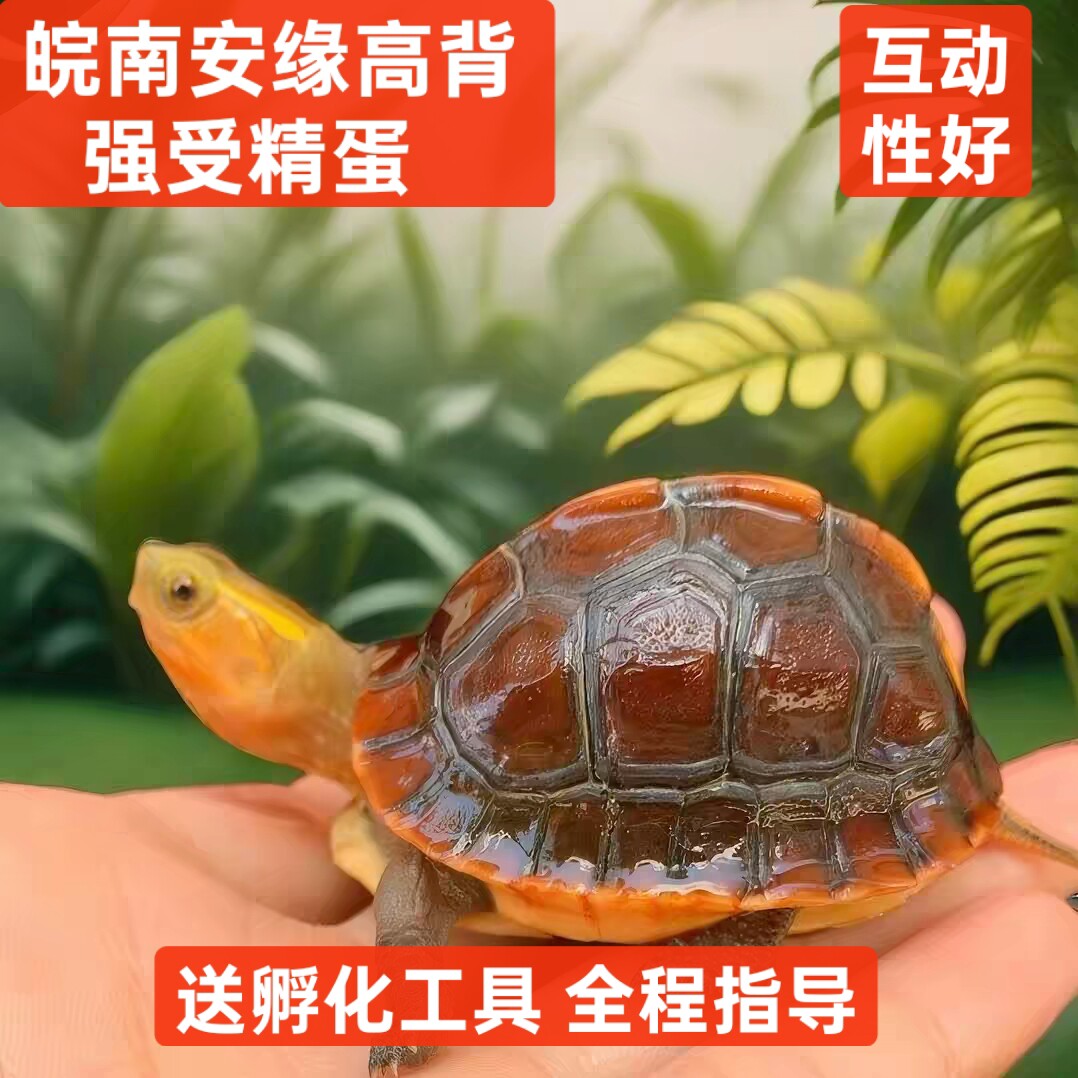 黄缘龟蛋龟苗皖南安徽缘浙缘大陆缘台缘高颜值半水可爱宠物龟蛋