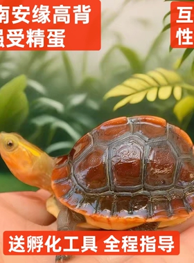 黄缘龟蛋龟苗皖南安徽缘浙缘大陆缘台缘高颜值半水可爱宠物龟蛋
