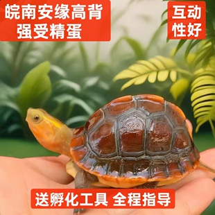 黄缘龟蛋龟苗皖南安徽缘浙缘大陆缘台缘高颜值半水可爱宠物龟蛋