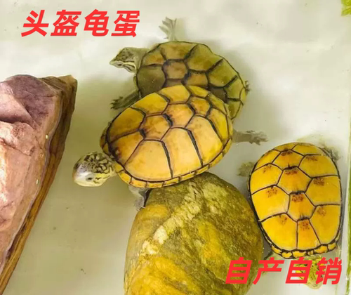 头盔泥龟蛋龟苗蛋可孵化受精蛋观赏龟宠物龟包受精包孵化送工具