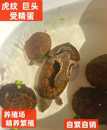巨头蛋龟虎纹蛋龟受精蛋深水龟冷水龟观赏龟宠物龟蛋可孵化送工具