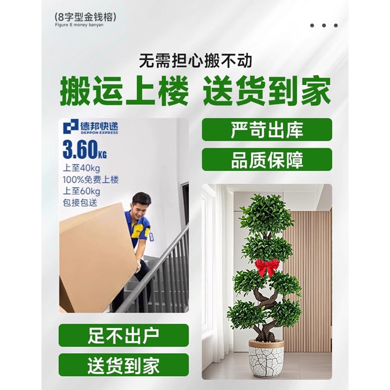 造型金钱榕树发财树摇钱树客厅室内办公室大型绿植物盆栽开业送礼
