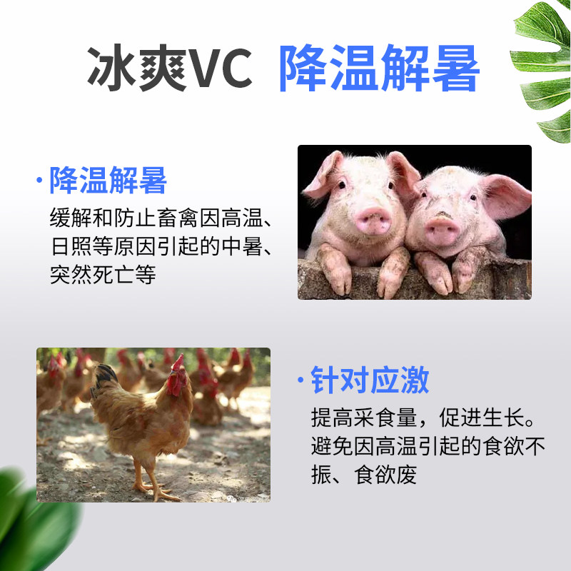 冰爽vc兽禽用清凉一夏猪牛羊鸡鸭鹅用降温解暑vc粉补充维生素C