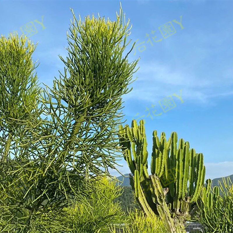 光棍树大戟科沙漠生植物特色绿化绿玉树神仙棒多肉植物庭院造易活