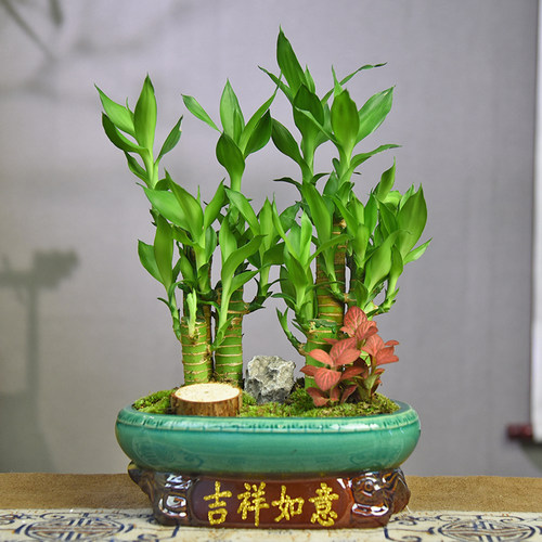 双拼富贵竹盆栽节节高室内中式盆景桌面装饰植物四季常青好养礼品