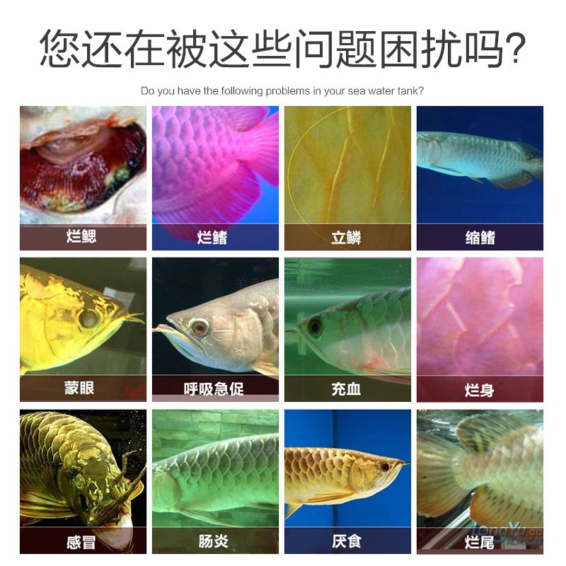 龙鱼专用烂身烂尾肠炎立鳞厌食趴缸蒙眼白点寄生虫金银龙水质护理