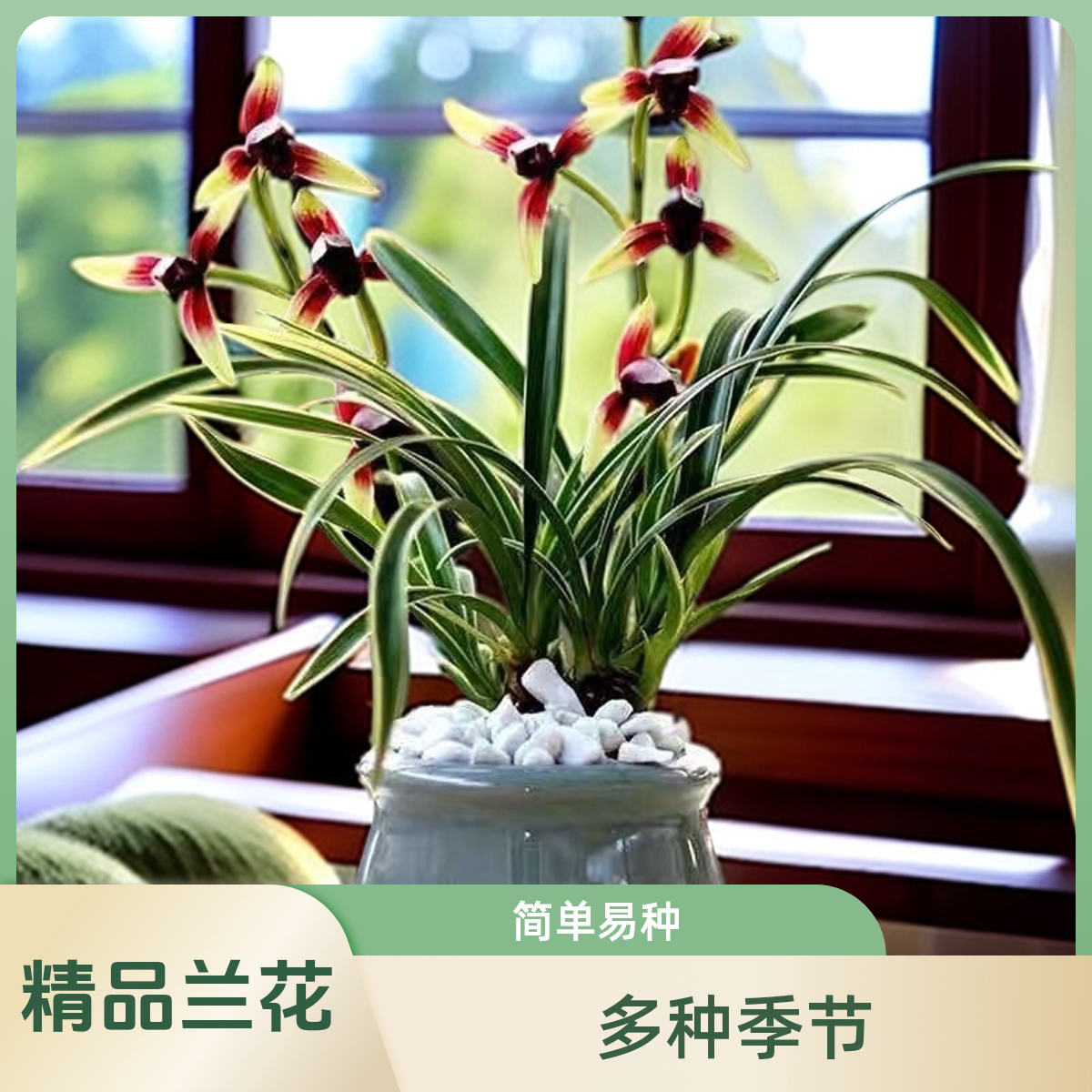 建兰【金樽红颜】金边兰花好养易