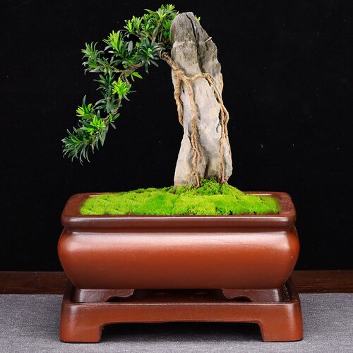 紫砂花盆带底座长方形仿古桌面盆景室内假山兰花老桩云竹绿植