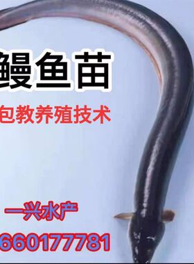 现苗发货鳗鱼苗 白鳝鱼苗 花鳗苗河鳗苗 白鳗青鳝 美洲鳗淡水包活