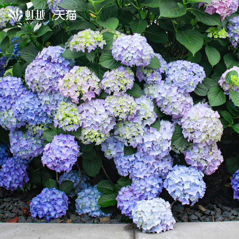 虹越万华镜绣球花苗盆栽响声大花球阳台好养耐热庭院地栽花卉植物