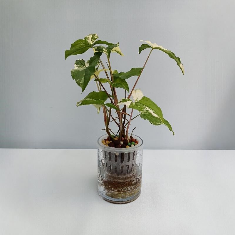 纯水培白锦合果芋水培绿植室内好养水培植物花卉盆栽绿植