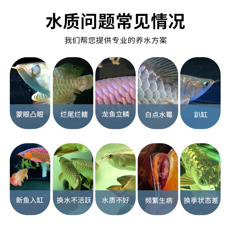 仟湖特别龙鱼硝化细菌鱼缸专用消化细菌水族箱水质稳定剂净化水质