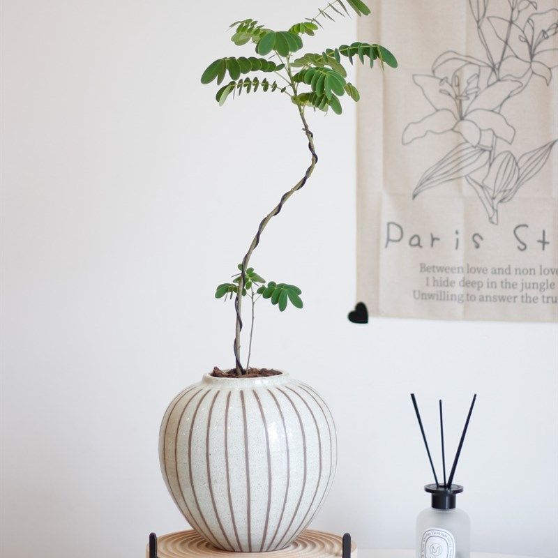 土生土长 黄花魁室内外造型艺术盆景观赏绿植网红盆栽