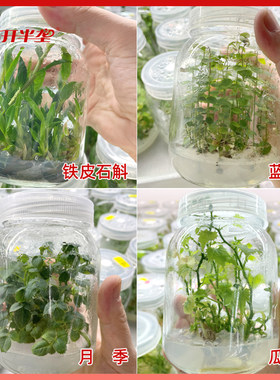 组培培养基1/4MS植物组织固体干粉培养液(不)含蔗糖琼脂N6 B5包邮