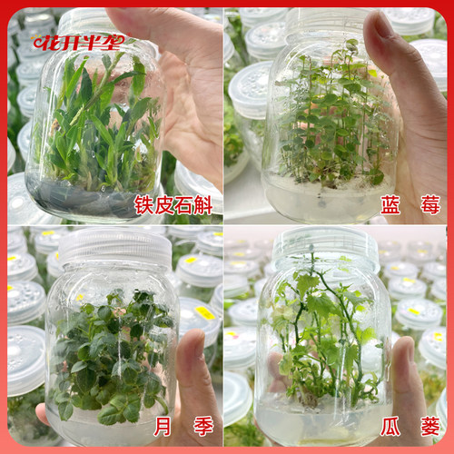 组培培养基1/4MS植物组织固体干粉培养液(不)含蔗糖琼脂N6 B5包邮