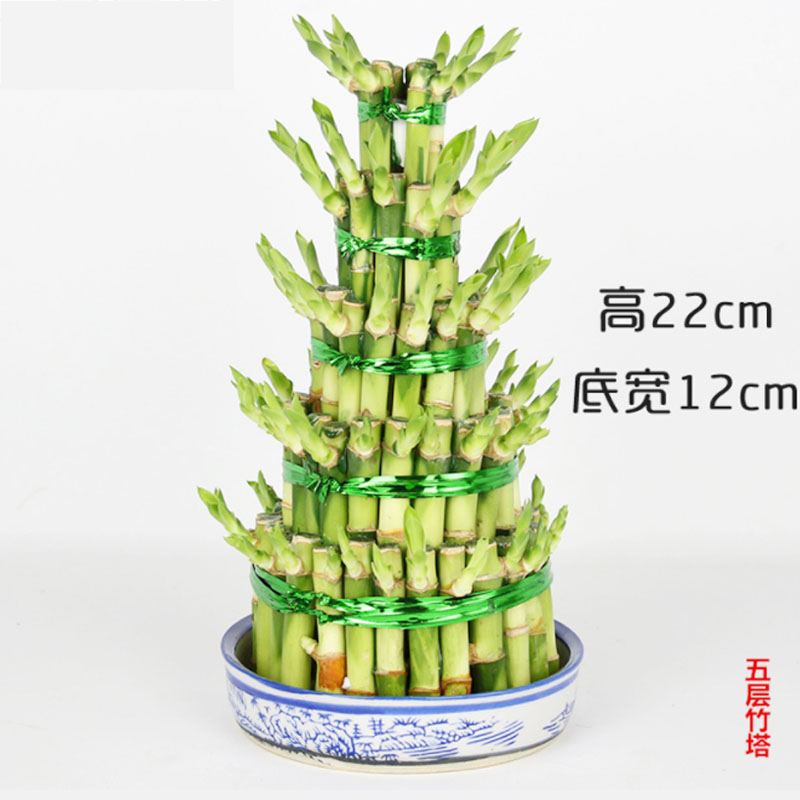 节节高富贵竹塔水培水养植物盆栽竹子观音竹发财富贵竹宝塔竹重庆