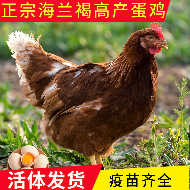 成年海兰红壳蛋鸡红毛鸡下蛋鸡正在下蛋大鸡活鸡母鸡海兰褐蛋鸡