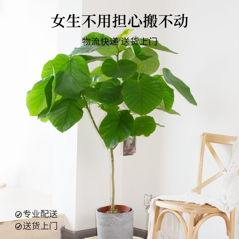 爱心榕盆栽植物室内大型绿植客厅盆景四季好养活心叶伞榕树带花盆