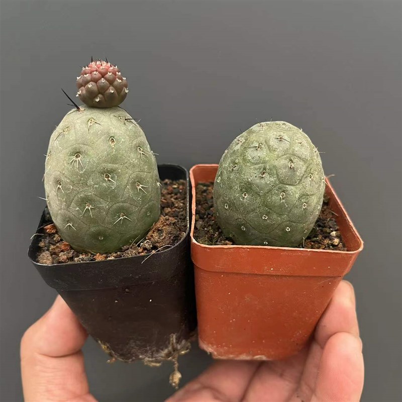 习志野仙人球大颗自根多肉植物开花仙人掌盆栽室内桌面绿植奇趣花