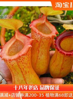 红葫芦猪笼草斑小虫草堂食虫植物盆栽食虫草种子室内绿植四季