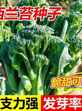 【下单立减50】西兰苔种子西兰花菜苔芥蓝芥兰易种生长快采收_JK