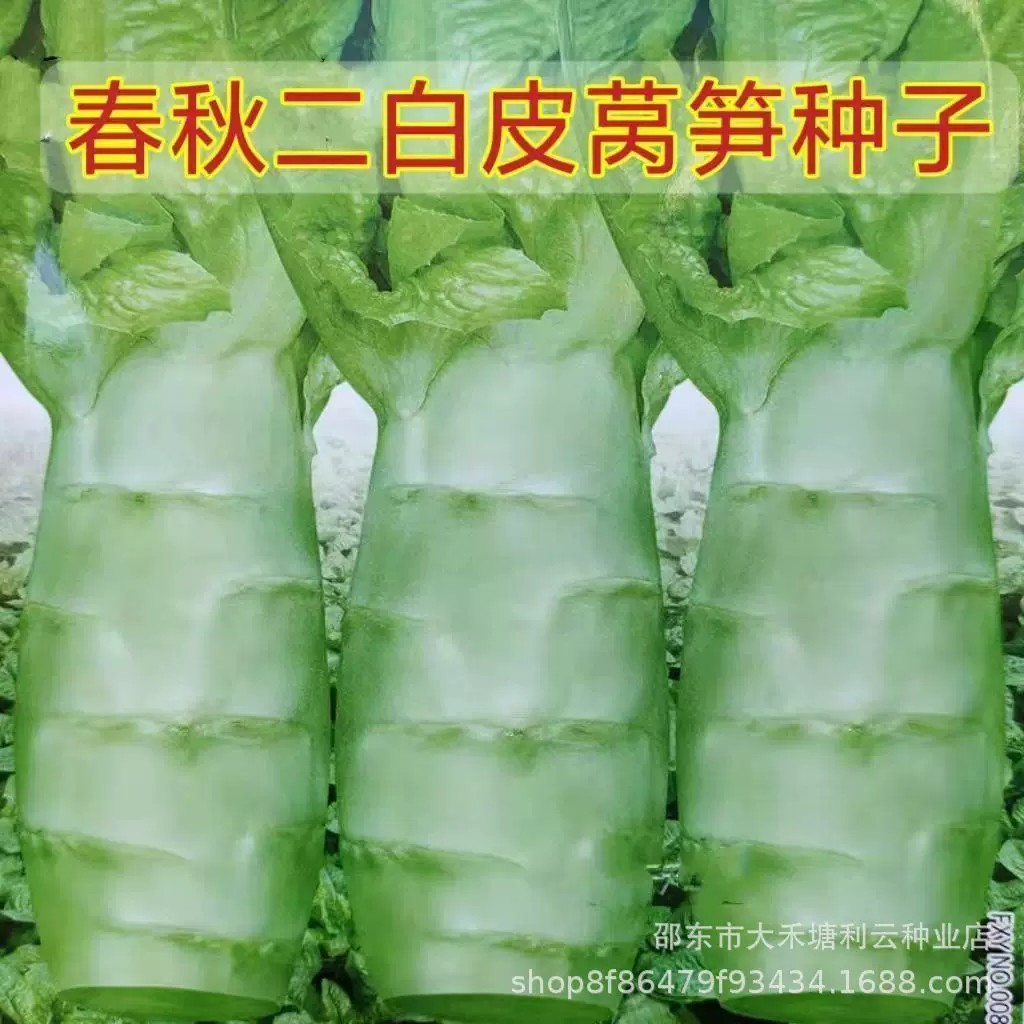 【下单立减50】罗汉莴笋种籽圆叶粗壮鸡腿莴笋四季耐热蔬菜种子JK