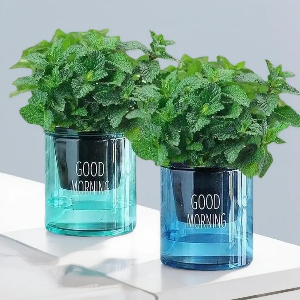 【下单立减50】留兰香薄荷盆栽四季常青薄荷柠檬薄荷易活耐寒_JK