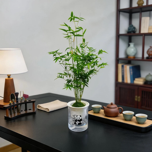 【下单立减50】竹子水培翡翠竹土培绿植室内盆栽苔藓球小叶竹_JK