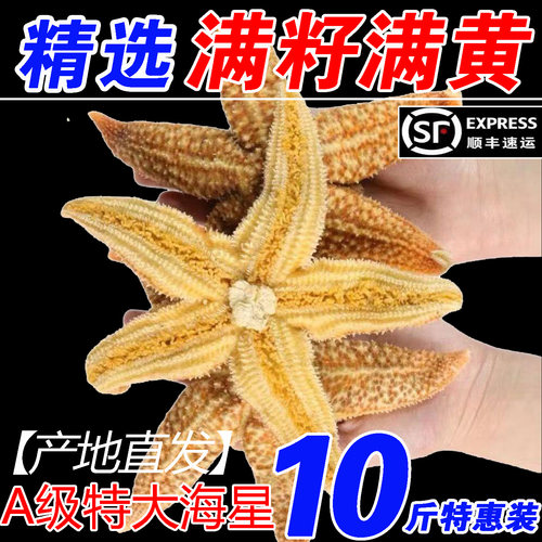 野生海捕满籽速冻海星