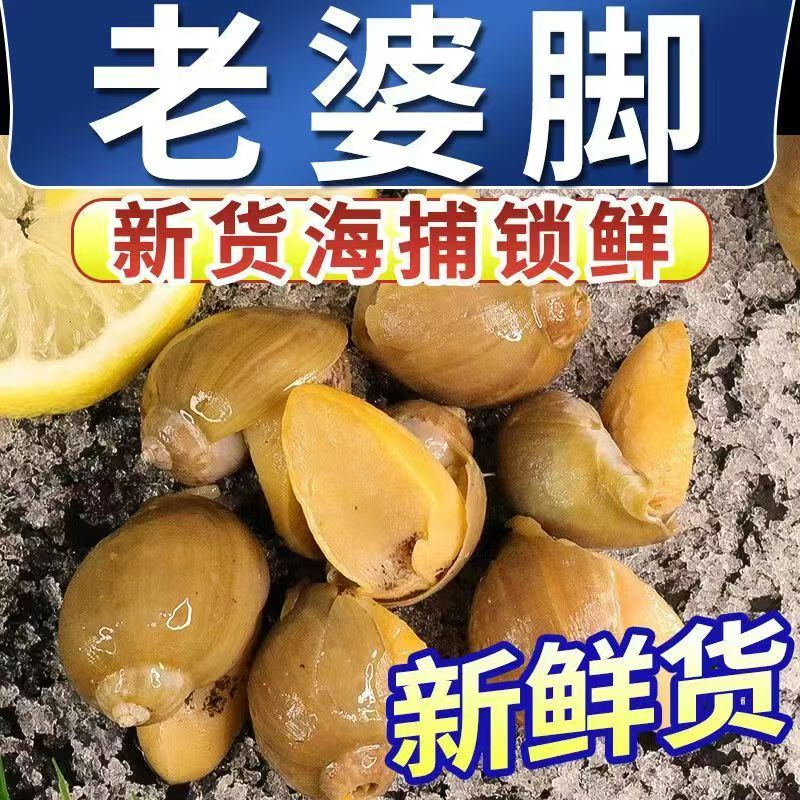 精品特大鲍鱼螺网红同款老婆脚