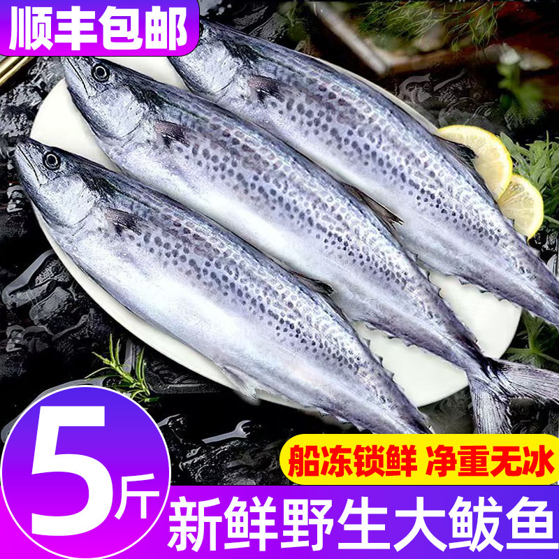净重5斤鲜冻青岛本地大鲅鱼