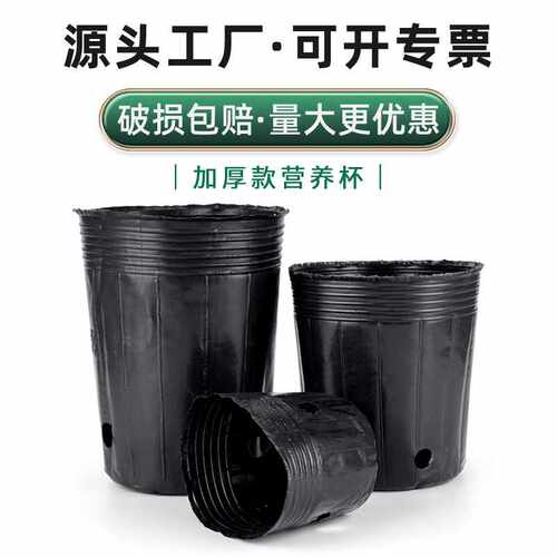 恒德利加厚营养袋透明营养钵pp育苗袋黑色育苗钵塑料一次性营养杯