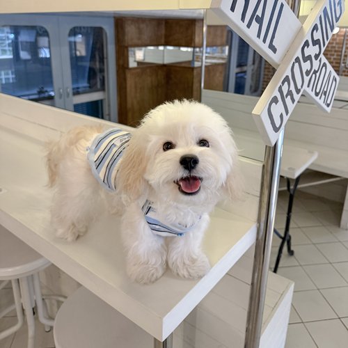PetiteTale夏季透气小型犬背心