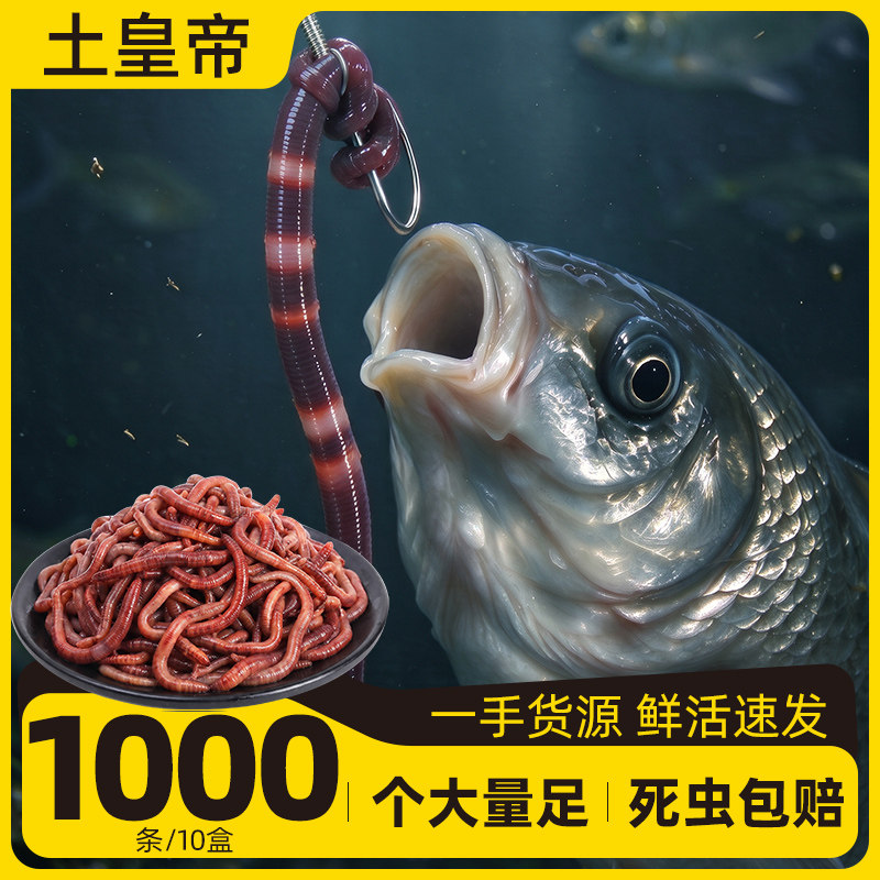 蚯蚓活饵鲜活红虫鲫鱼鲤鱼野钓黑坑鱼料打窝料鱼食垂钓鱼饵料活饵