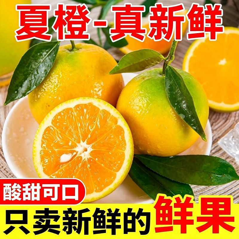 广西夏橙当季现摘大果榨汁图片