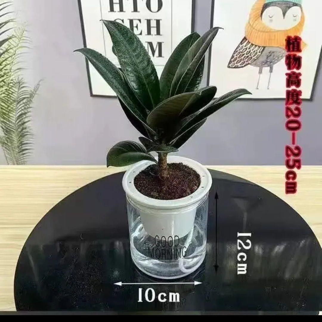 黑金刚橡皮树盆栽家庭室
