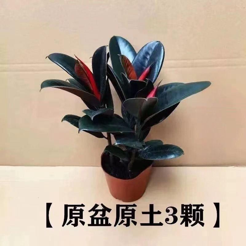 黑金刚盆栽室内橡皮树客