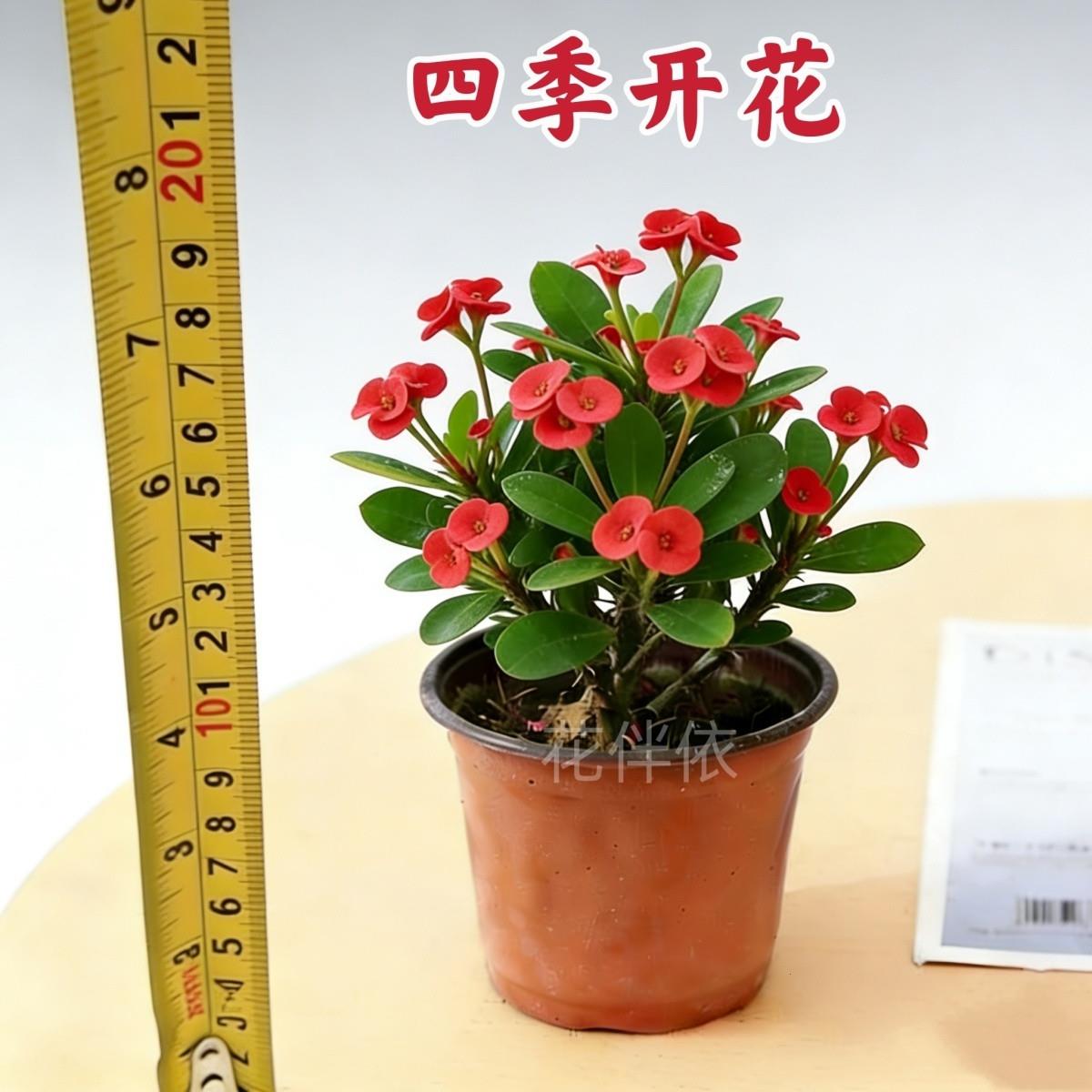 虎刺梅盆栽开花植物办公