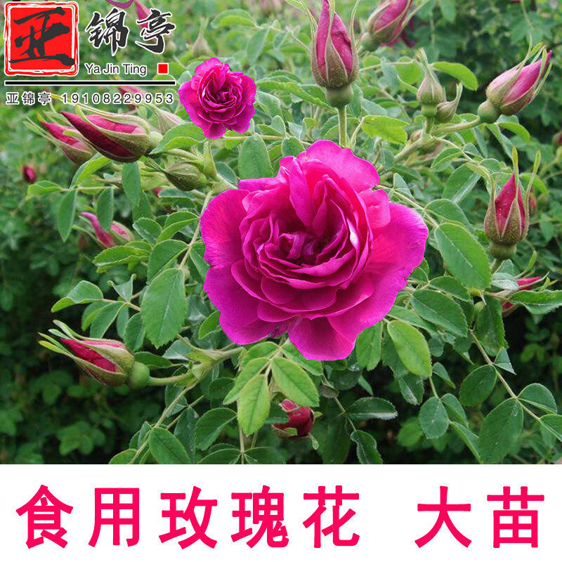 成都亚锦亭食用玫瑰花苗刺玫瑰四月季/蔷薇/玫瑰