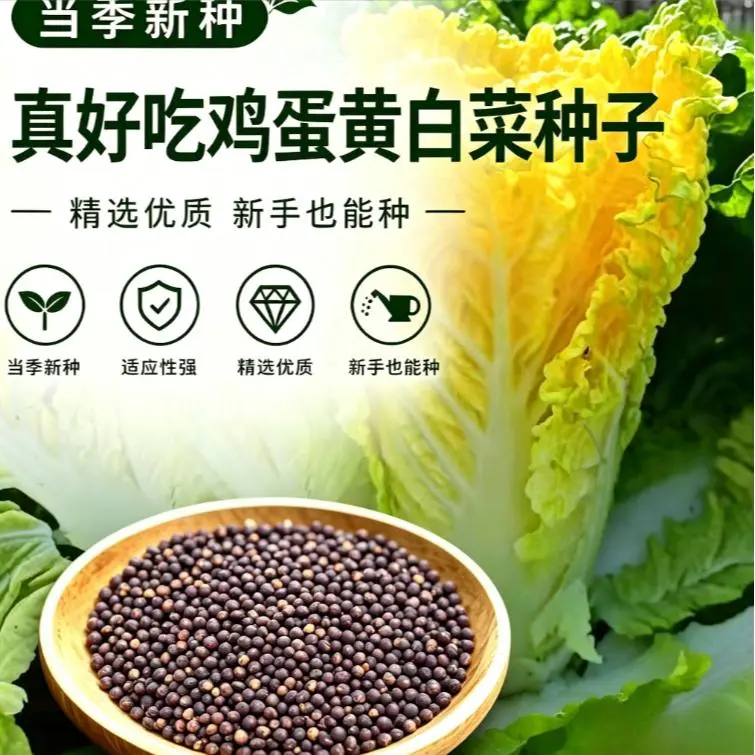 【下单立减50】鸡蛋黄白菜种子种籽春秋冬花盆庭院种植ZF