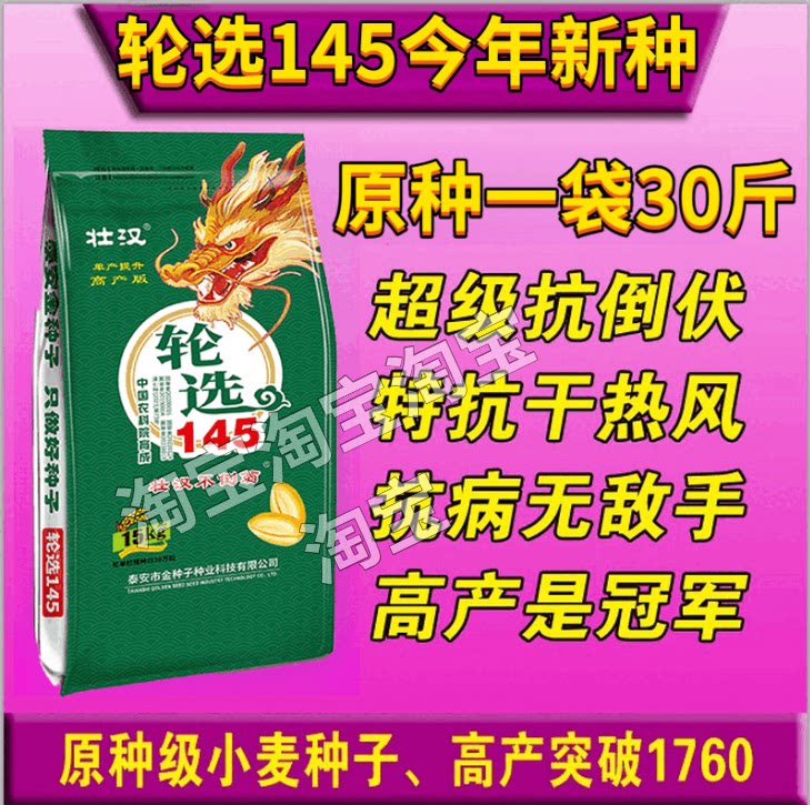 双国审超高产小麦种子轮选145高产小麦品种推荐