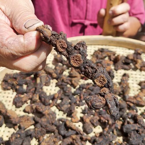 三叔公深山采挖多花黄精古法炮制可泡水、酒、熬鸡汤即食无硫熏