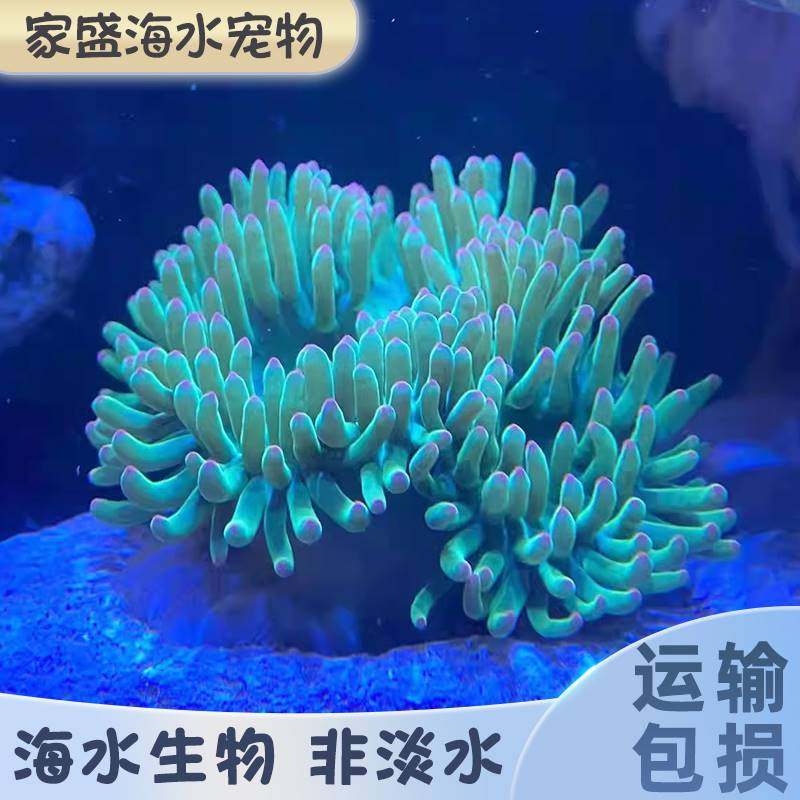 海洋宠物/海葵/绿色石葵/海水缸活物造景/活体荧光绿石葵/好养活图片