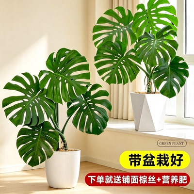 龟背竹盆栽办公室内桌面绿植摆件客厅装饰北欧ins.高级感观叶植物